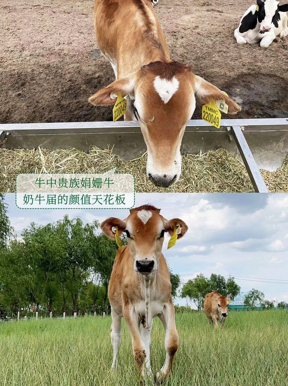 插播: 先给大家科普一下娟姗牛,娟姗奶牛是一种来自英国泽西岛的