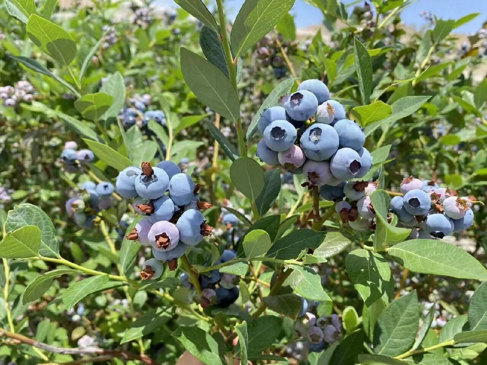 原来蓝莓树长这样 原来蓝莓是要一把一把的吃才过瘾90摘蓝莓