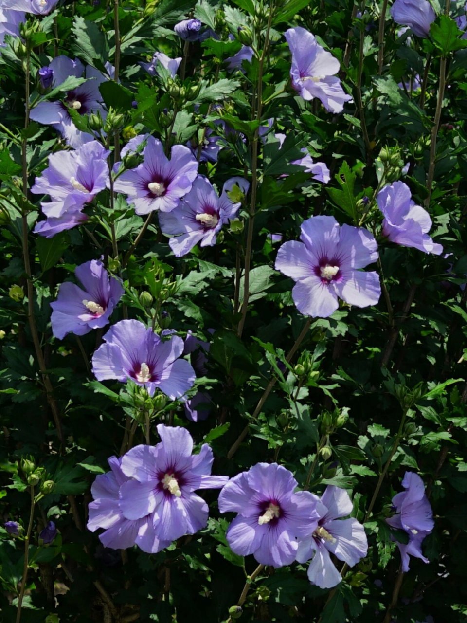 粉紫长苞木槿 木槿花 	 明/张以宁 	 朝昏看开落, 	 一笑小窗中.