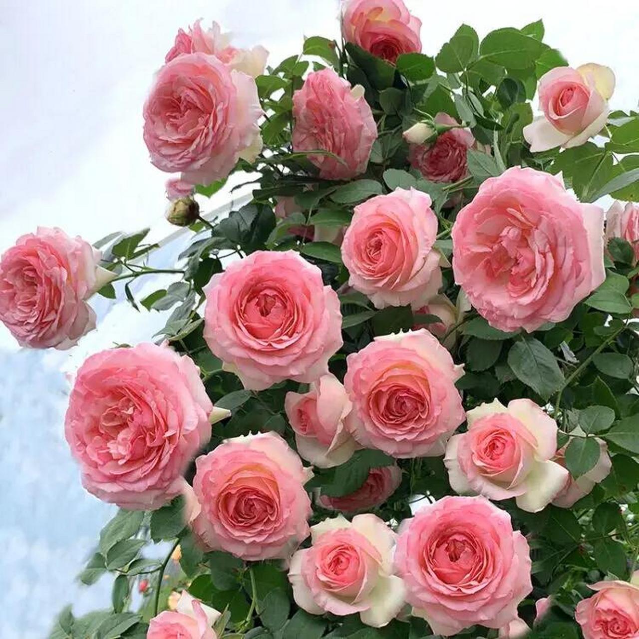 同花色的龙沙宝石月季都有他自己的寓意,今天我们说的是粉色龙沙宝石