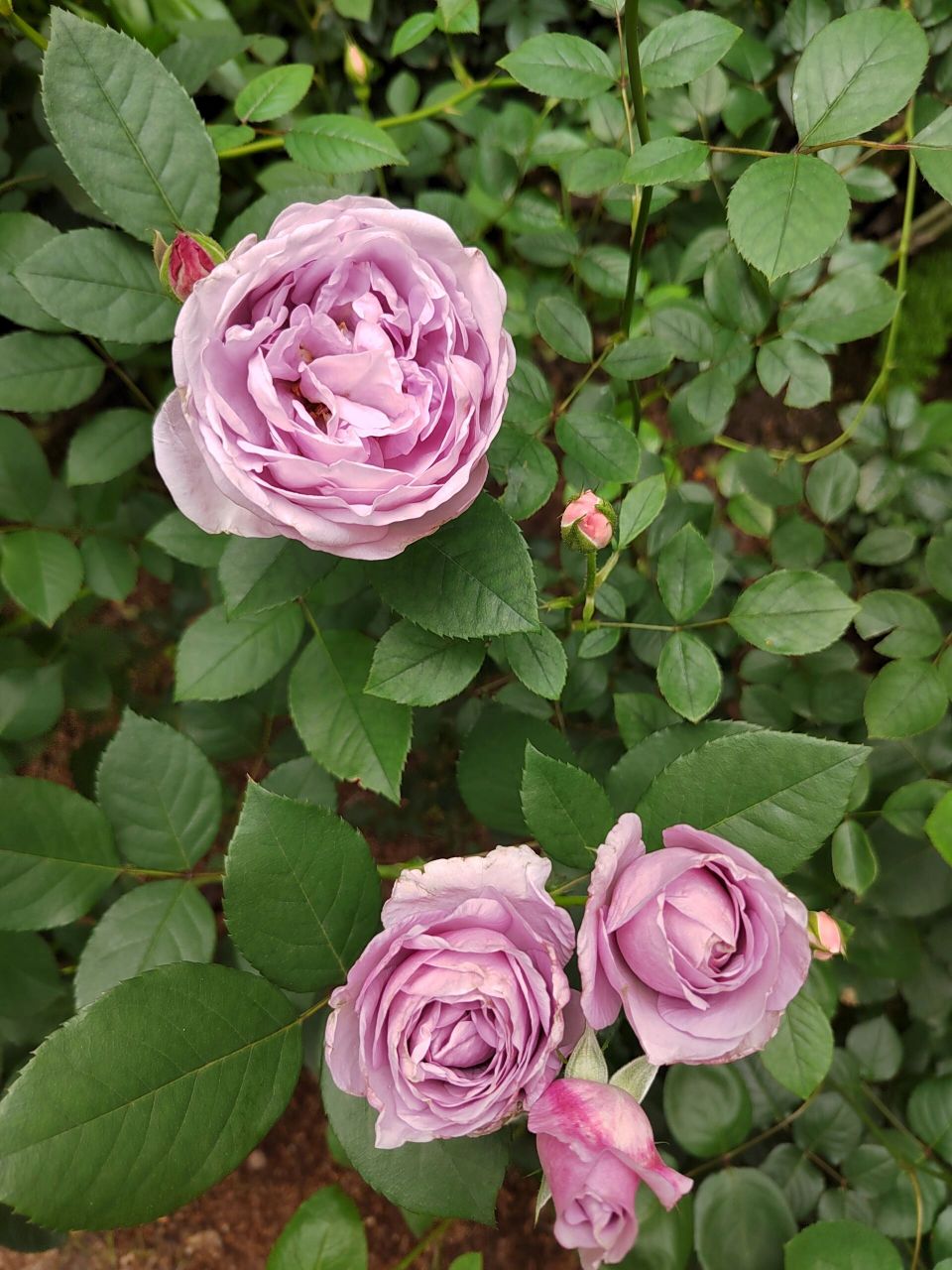 "蓝色风暴"月季 蓝色系里面最丰花好养的月季品种,"蓝色风暴"火了这么