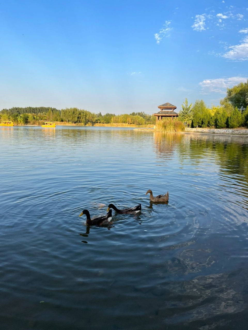 龙泉湖湿地公园多大图片