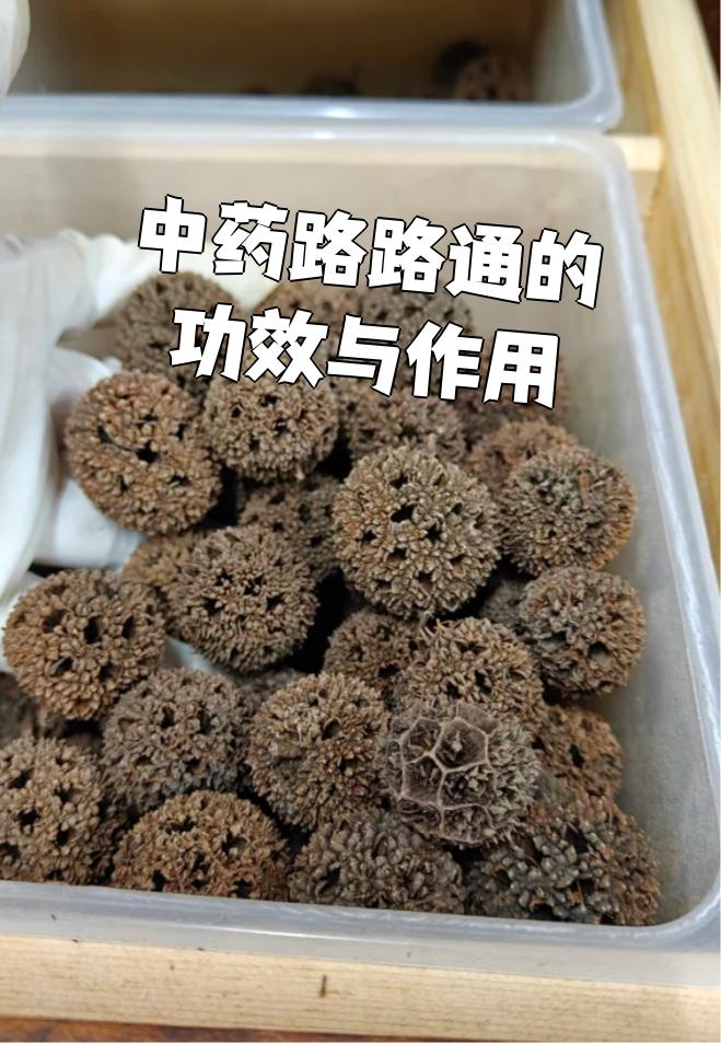 中药路路通的功效与作用