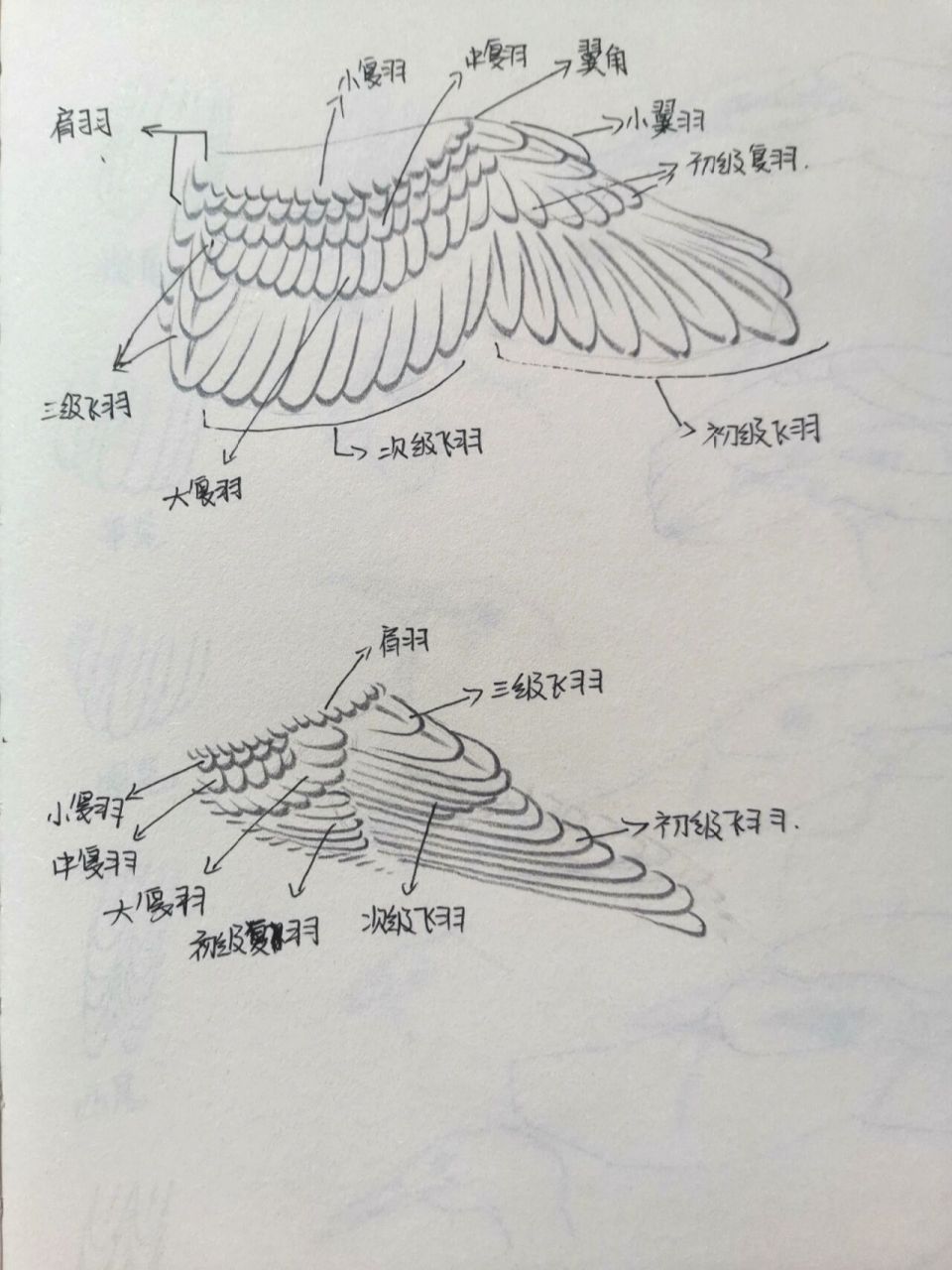 小鸟的翅膀怎么画简单图片