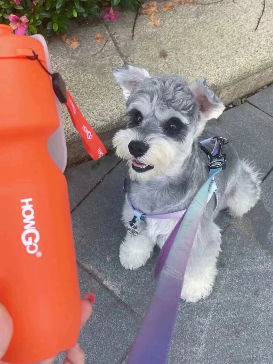 纯种雪纳瑞幼犬狗狗小体黑白椒盐色雪纳瑞茶杯犬小型犬长不大宠物