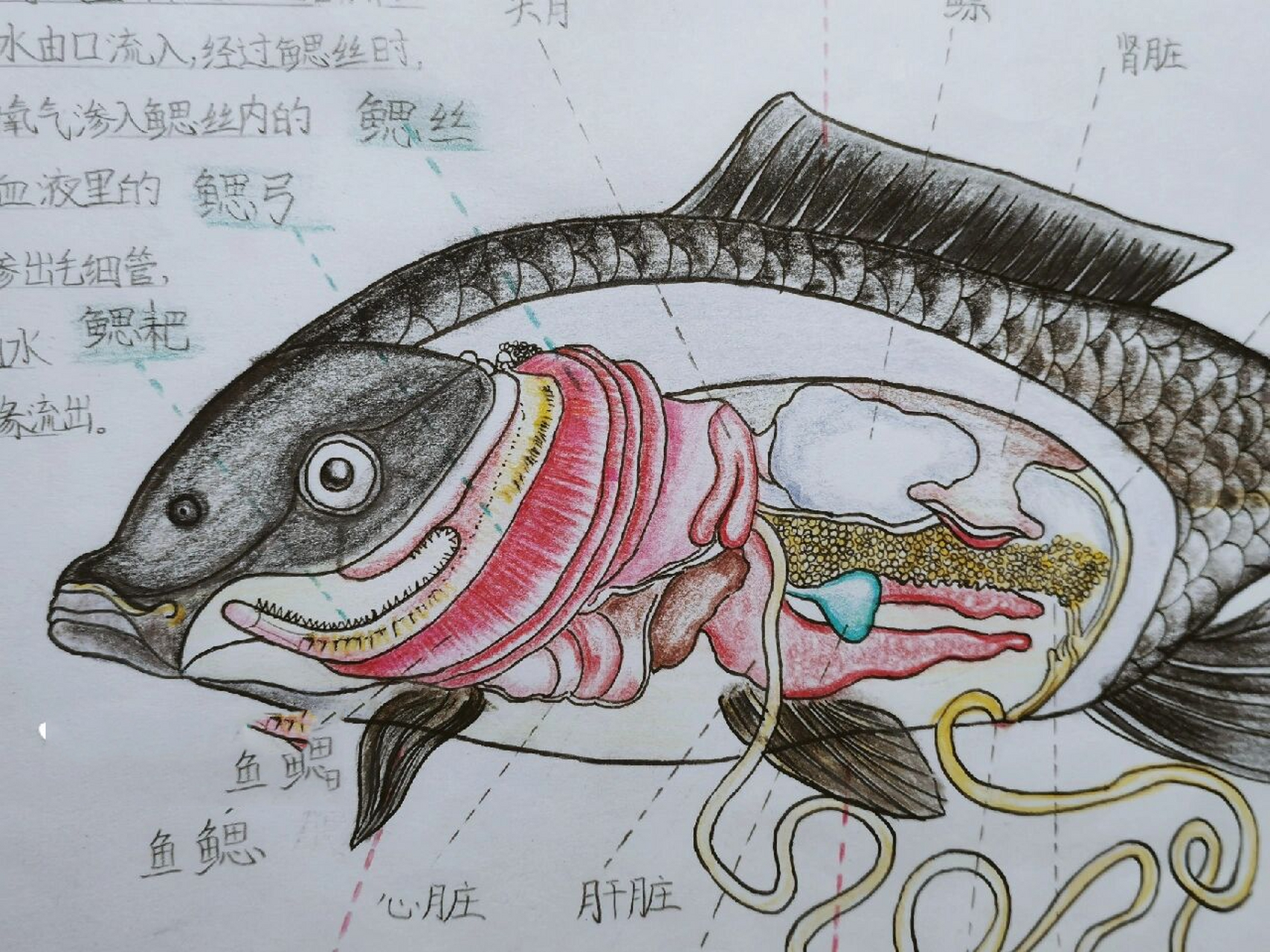 鲤鱼解剖图手绘图片