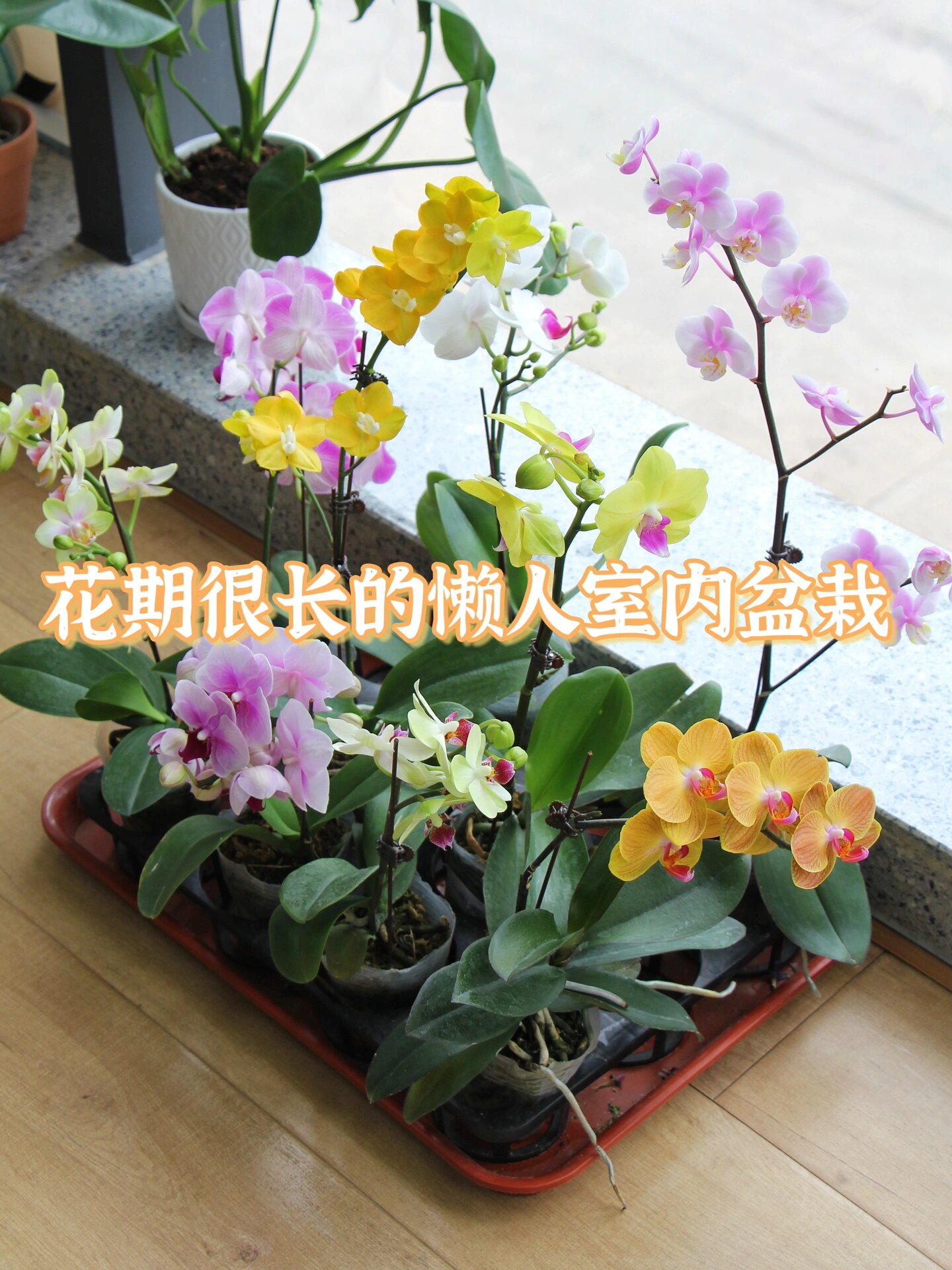 新手好养9款绝美蝴蝶兰丨花期长达2个多月