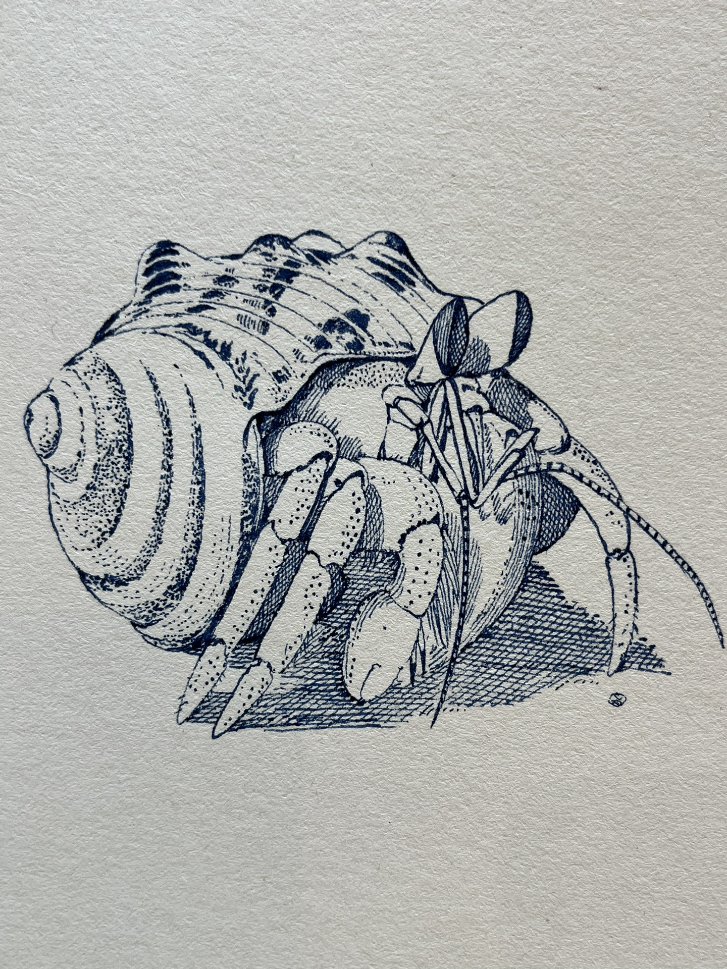 寄居蟹简单画法示范【附详细步骤图