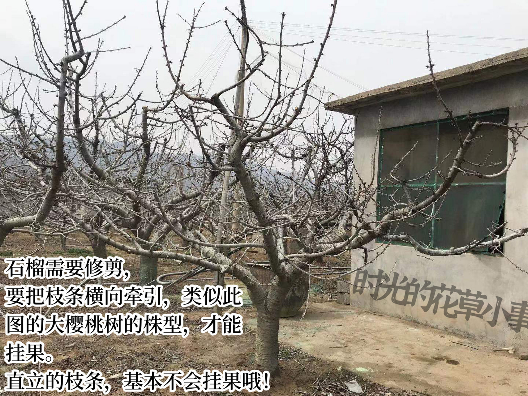 石榴需要修剪,尤其是要把枝条横向牵引,牵引成类似图一里的大樱桃