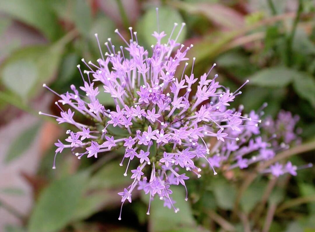 夕雾,别名:疗喉草,喉管花