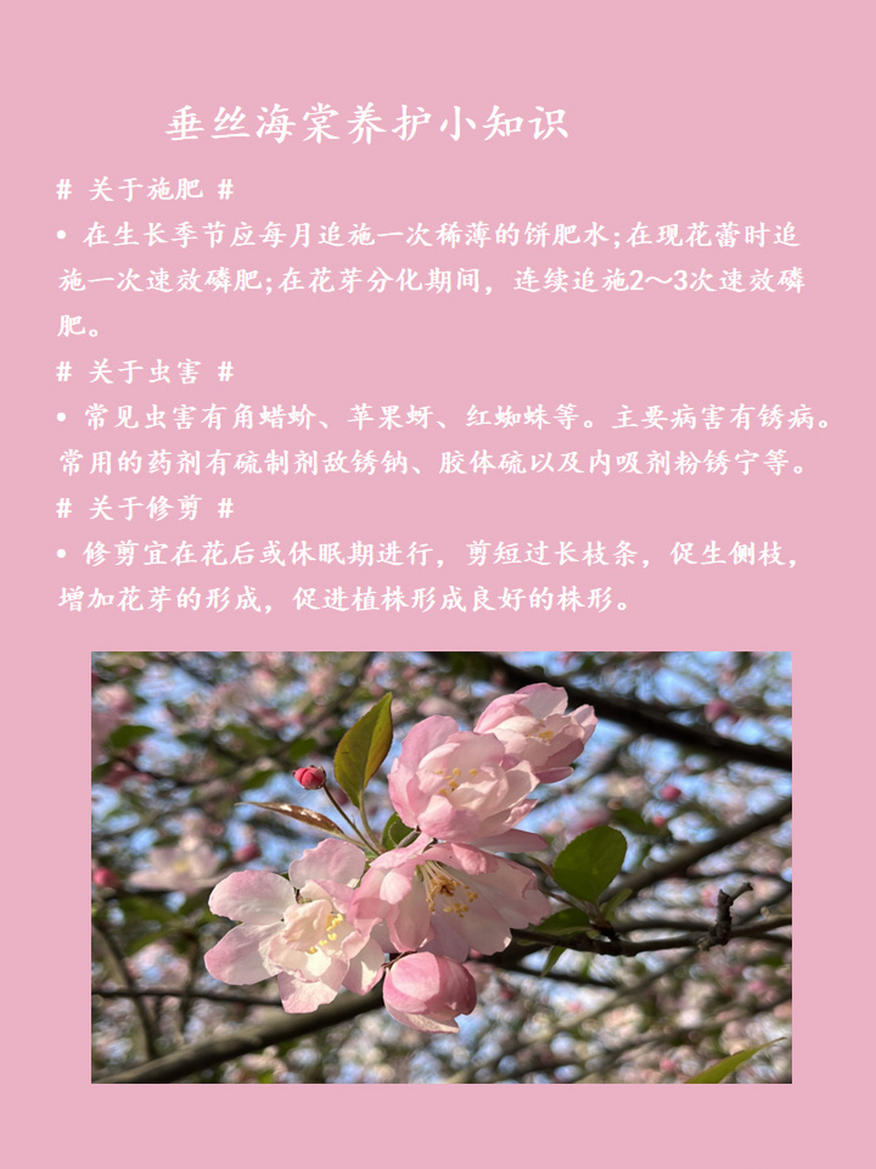 【垂丝海棠】海棠花上问春归 垂丝海棠(malus halliana),又名垂枝海棠