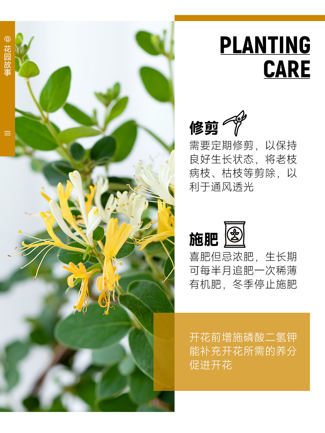 每天一种花草养护知识 | 金银花(忍冬)