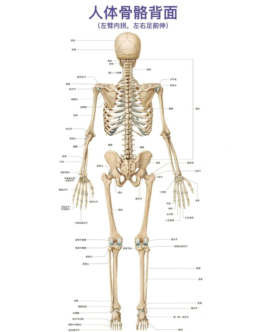 人体骨骼侧面图片