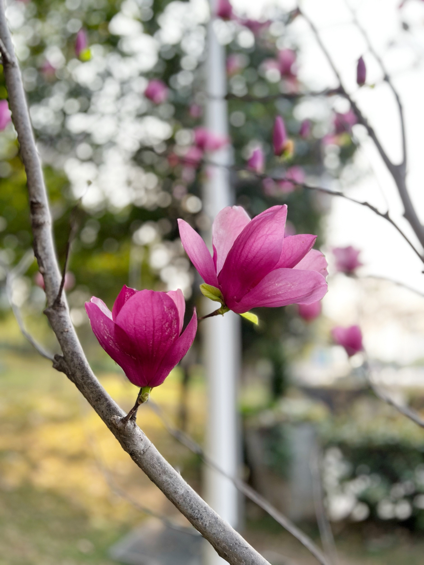 早春野花 紫玉兰又名辛夷,美得心旷神怡 紫玉兰,也名"辛夷,这