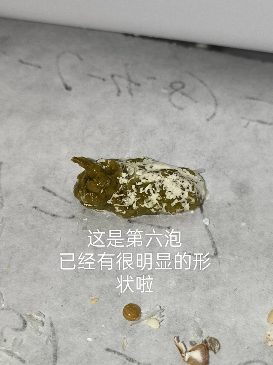 鹦鹉球虫病粪便图片