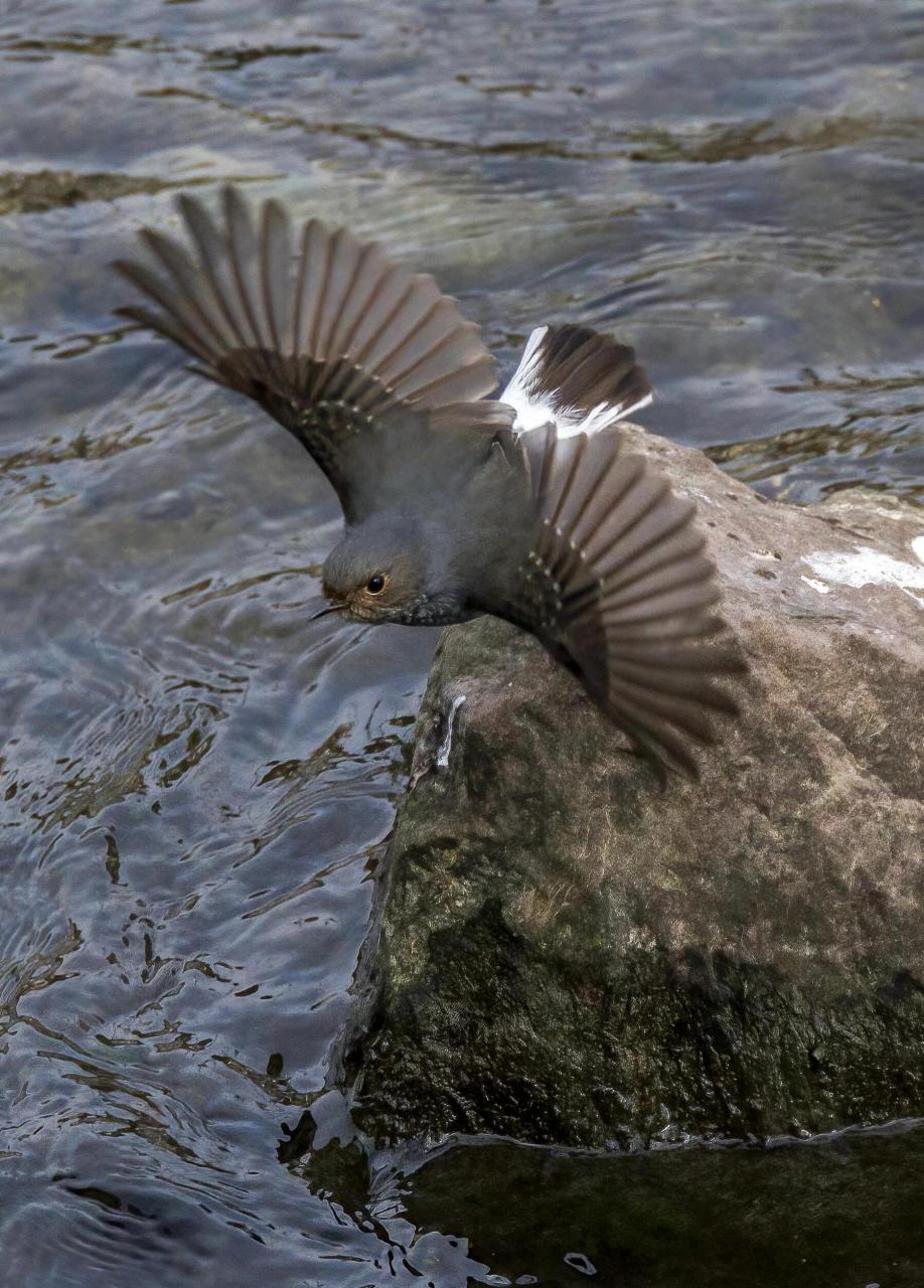石燕儿夫妻双双把家还 红尾水够 红尾水够是雀形目鹅科水够属鸟类,又