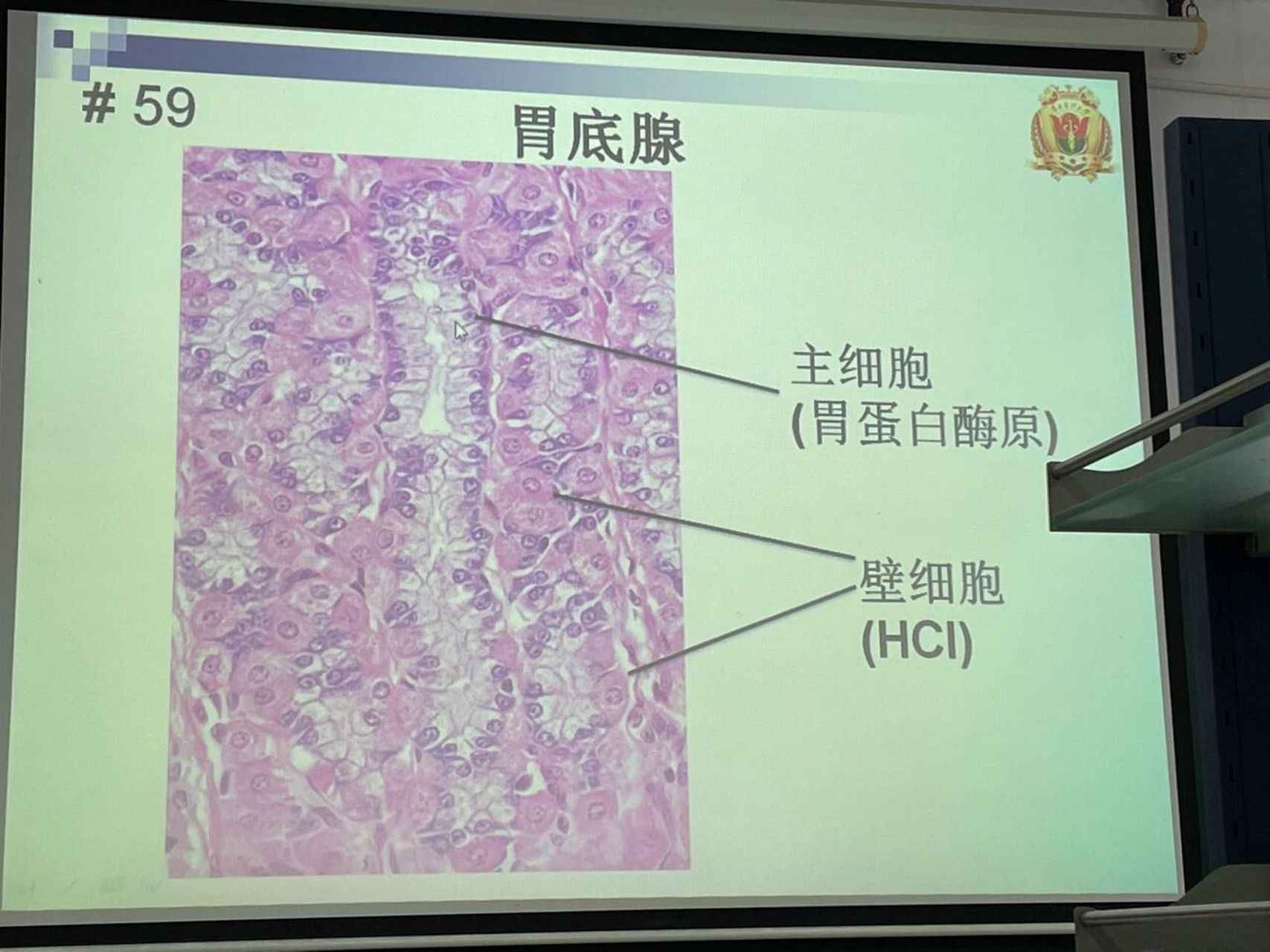 组胚绘图9-胃底(黏膜 胃底腺)
