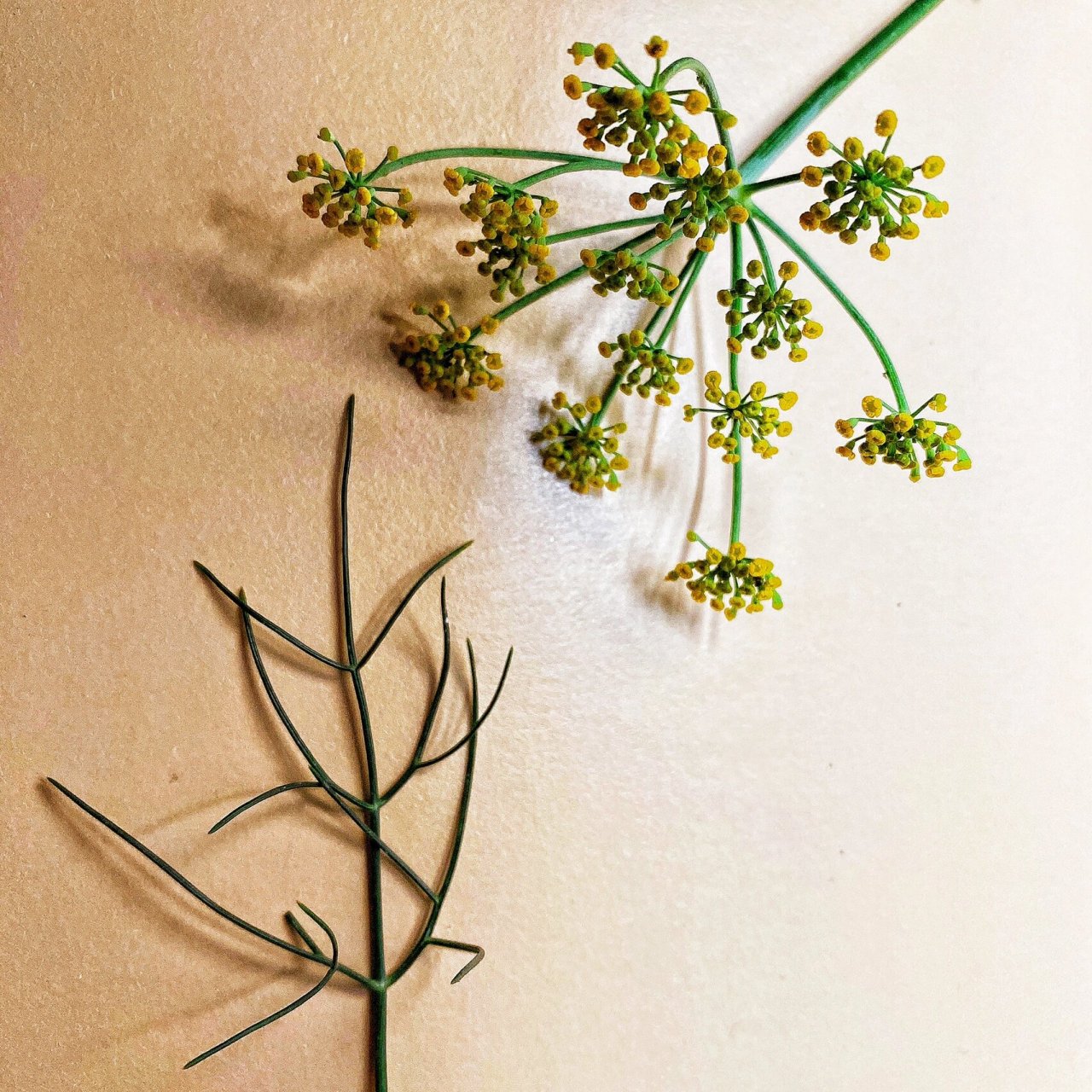 每日一花 46| 茴香 foeniculum vulgare 61茴香,也被称为甜茴香,汉