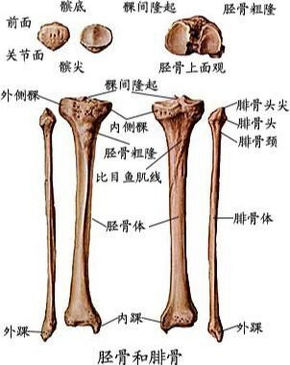 小腿结构图高清图片