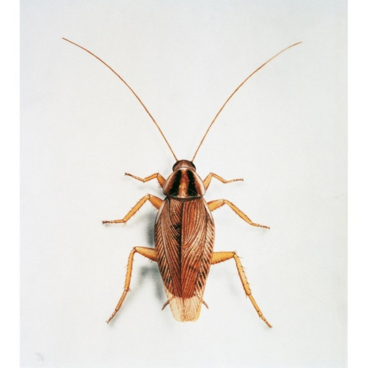 每日识虫~德国小蠊 类别 物种类别:蟑螂 学名:德国小蠊 科属:blatell