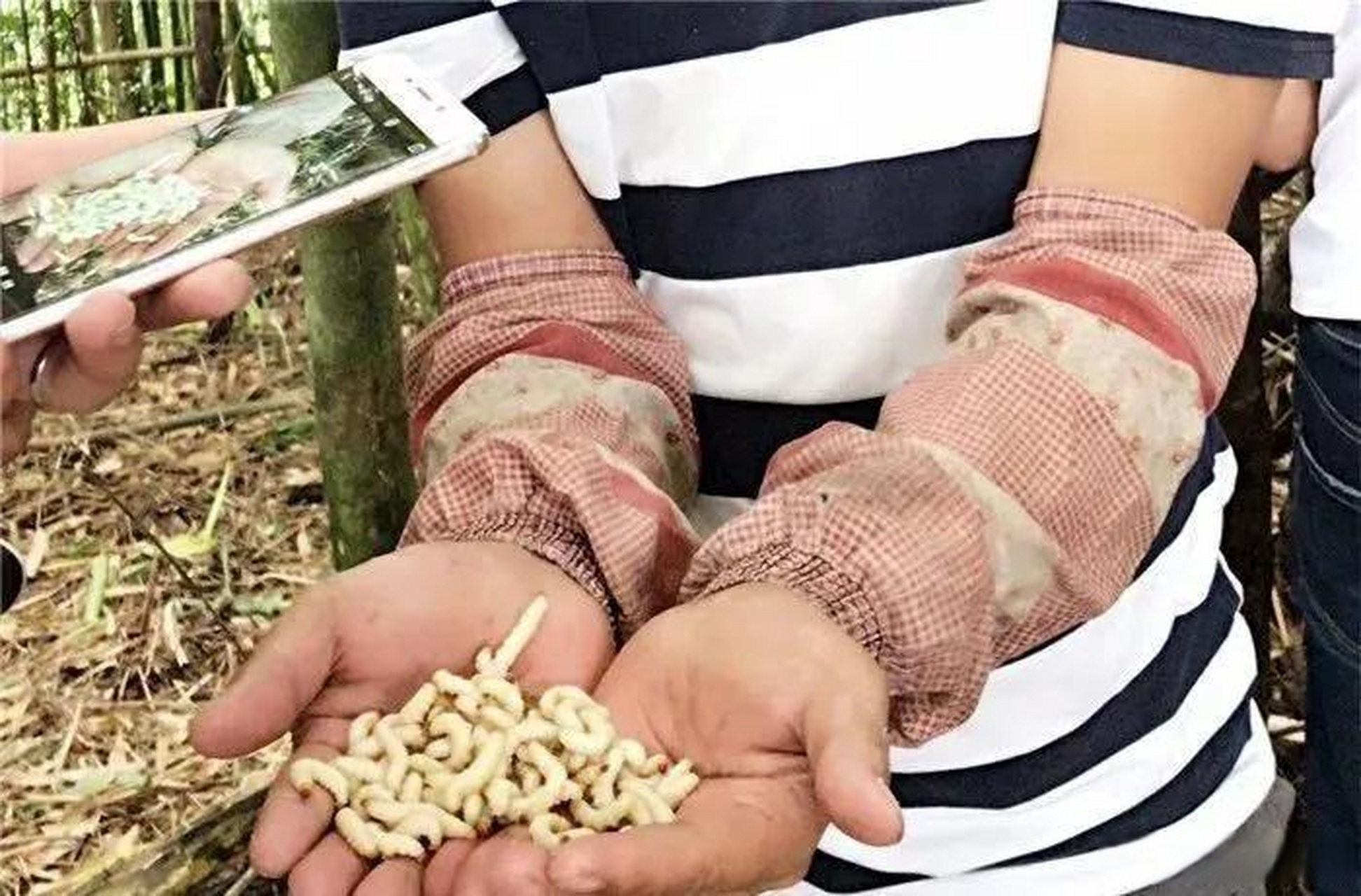 竹虫体型肥胖,皮肤嫩白,形似虫草,有细眼小黑嘴,有人赞它可爱,有人厌