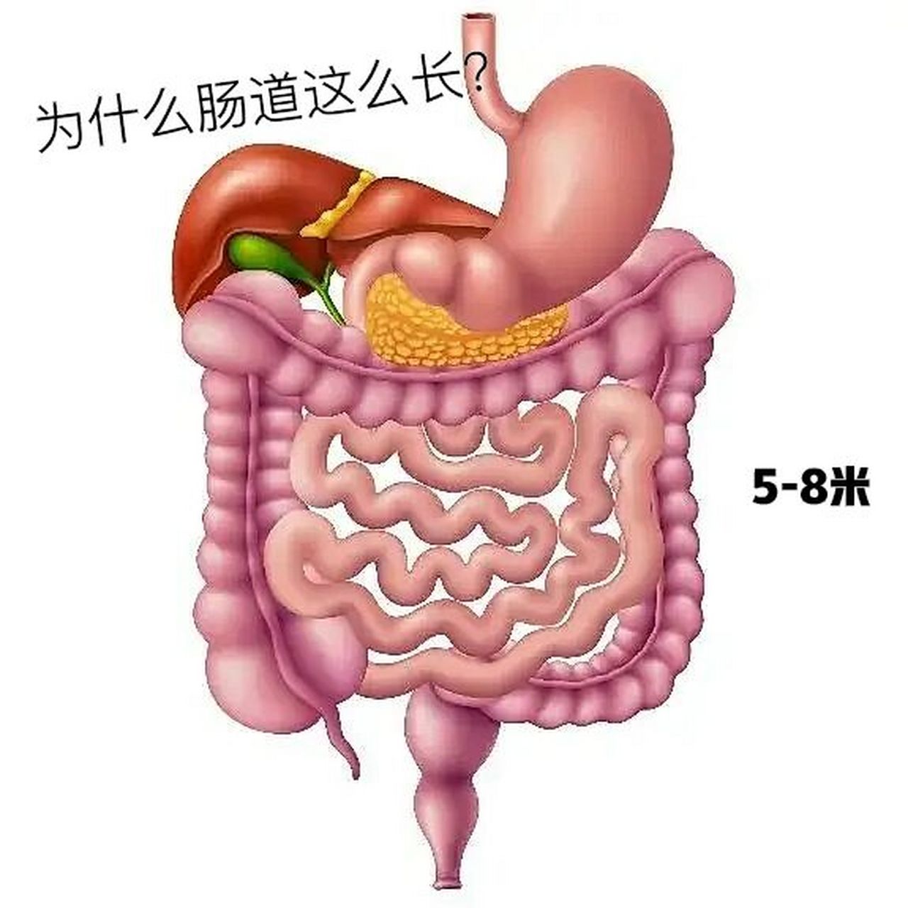 人体肠道总长度可能为5