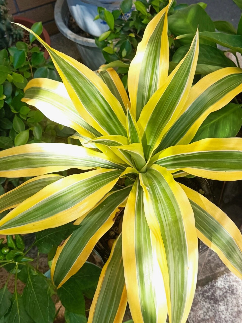 98金边香龙血树的别名是:巴西铁树,巴西千年木等.