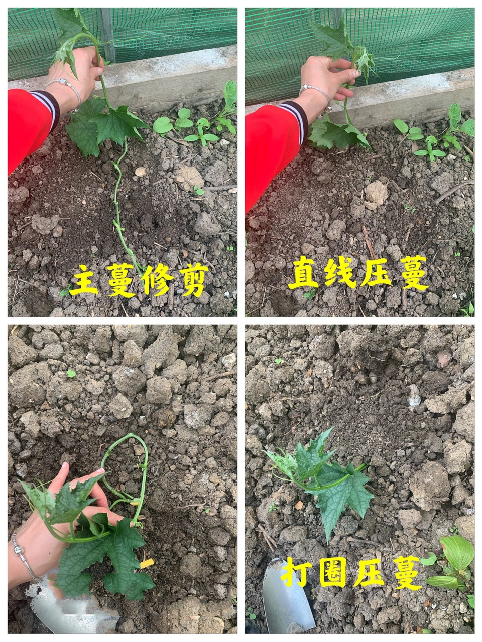 这就是压蔓,看图就明白了 丝瓜压蔓详细图