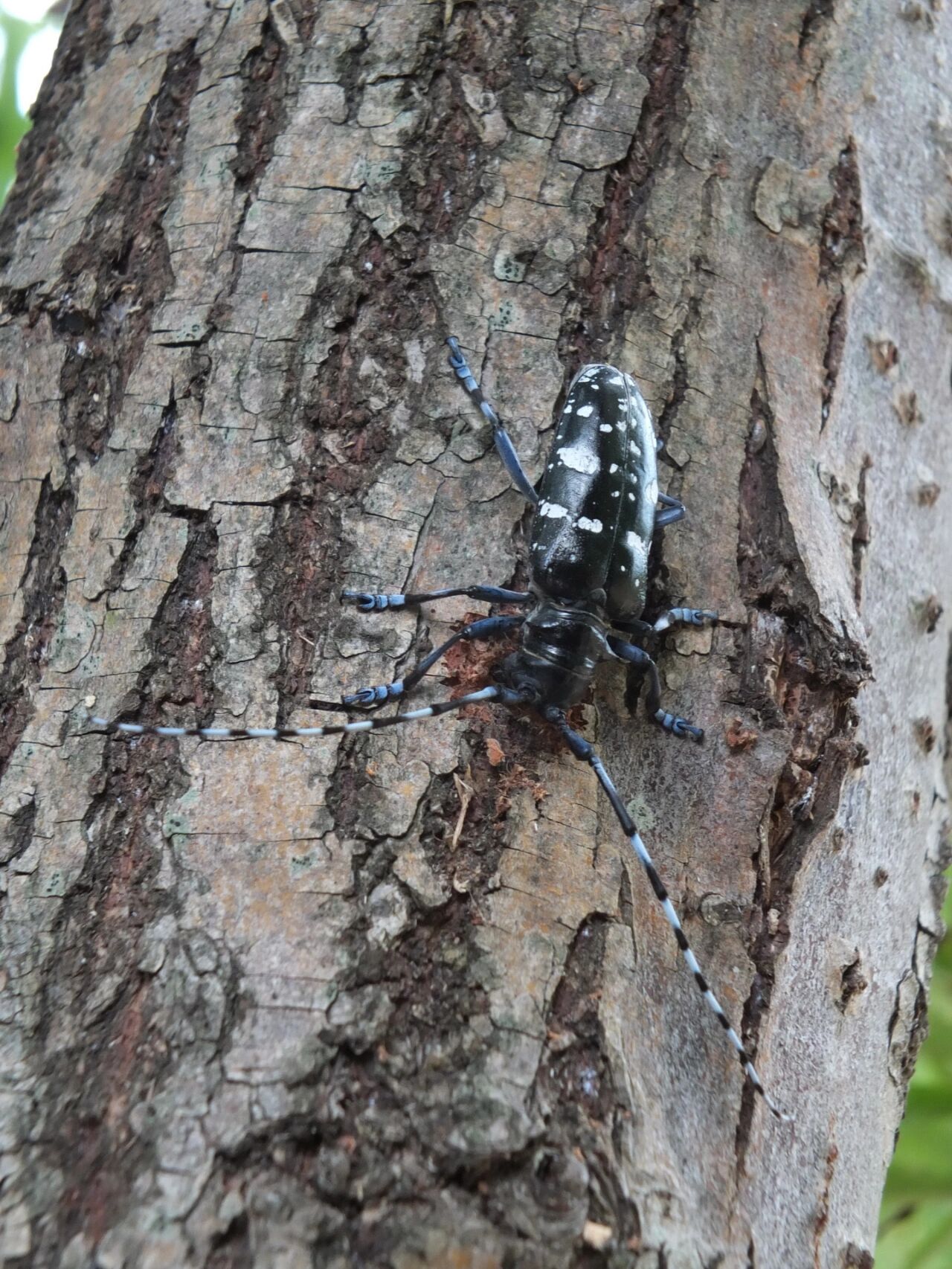 夏日昆虫|中华星天牛 中华星天牛anoplophora chinensis 恐怕是国内