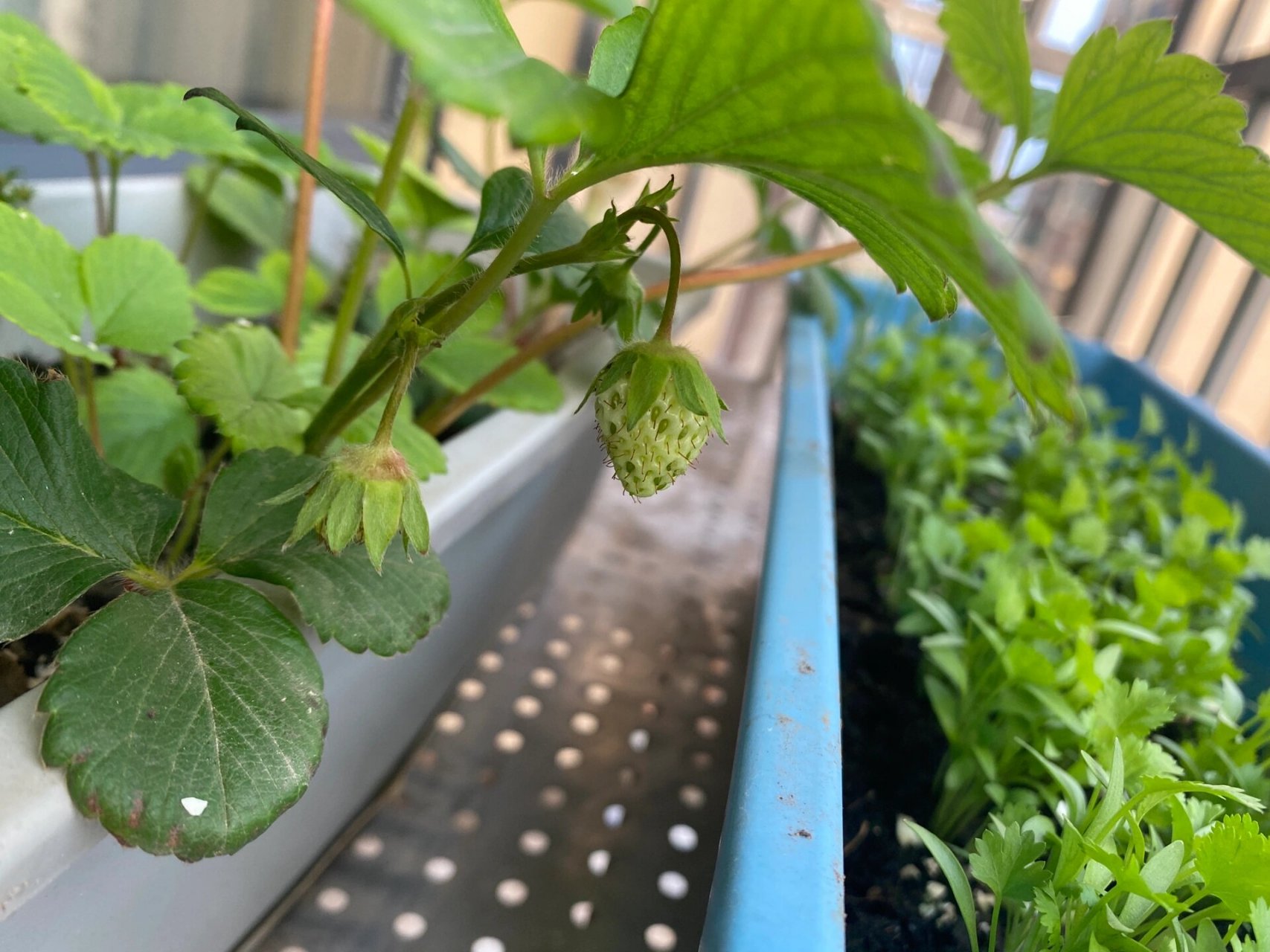 第一次种草莓,这是授粉失败吗 这是授粉失败还是成功了?