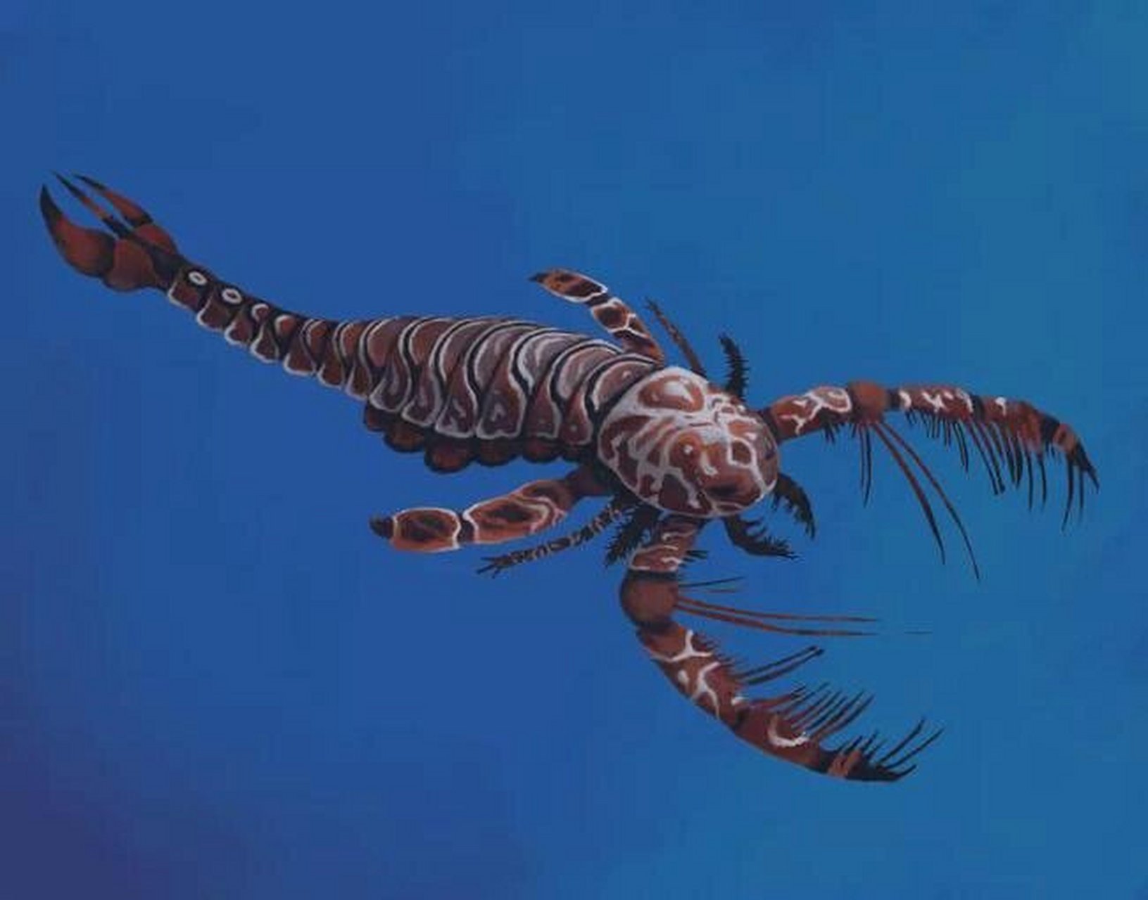 翼肢鲎是节肢动物门板足鲎亚纲的一种动物,志留纪最大的板足鲎类之一