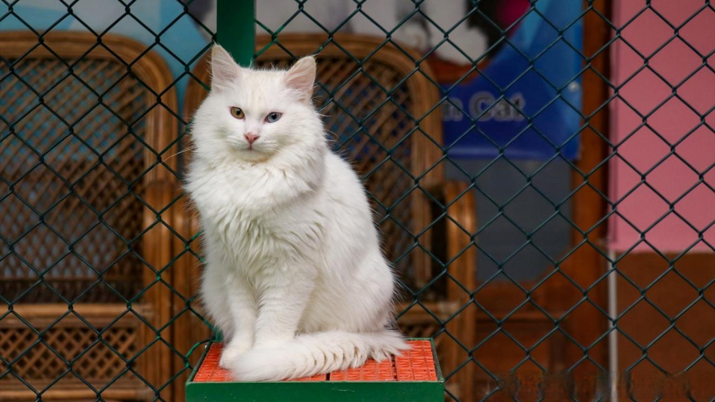 【凡猫别墅繁育计划:145只小猫,80只被领养】 在凡城的尤祖努伊勒大学