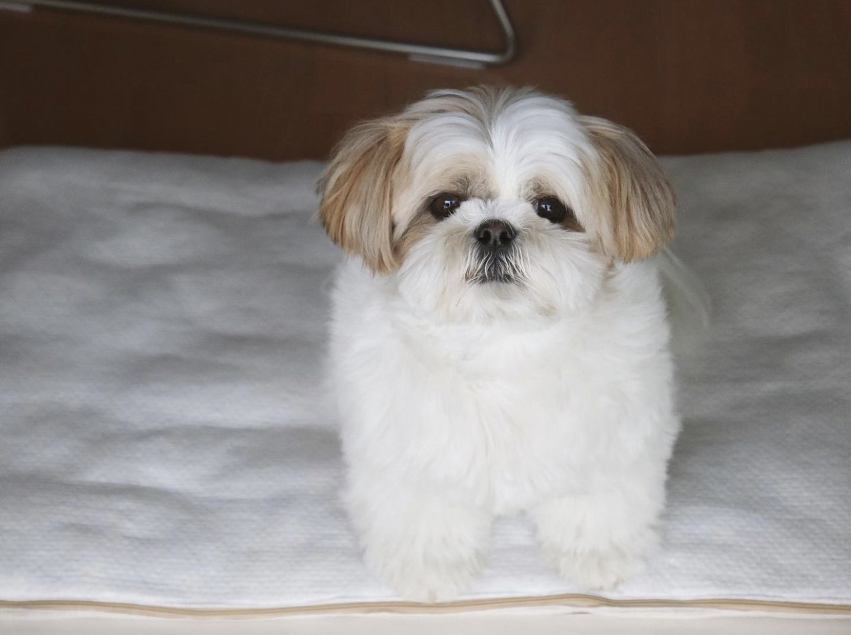 西施犬短发造型分享第二波 都是我存的ins可爱狗狗,给狗子美容的时候