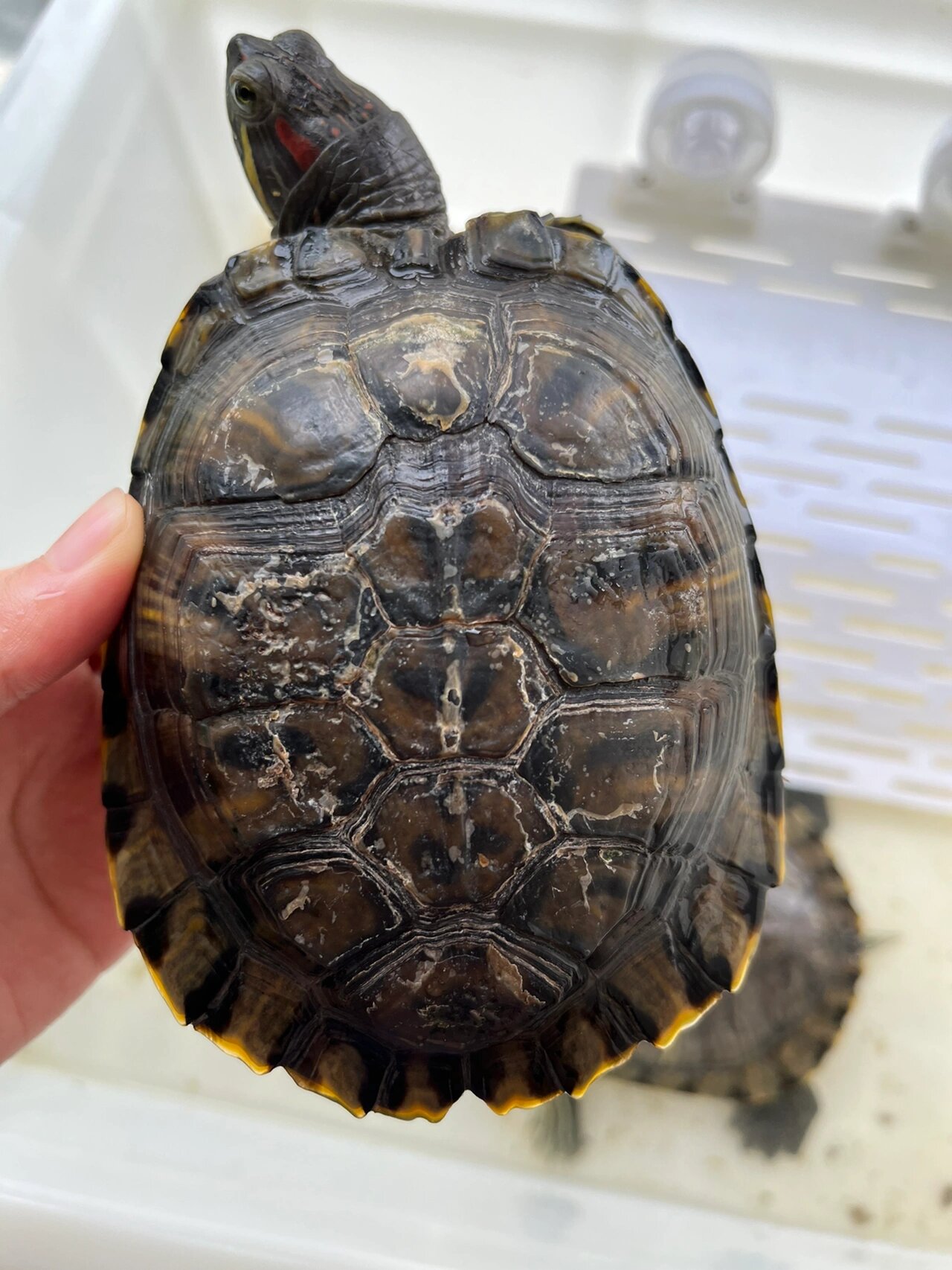 十岁巴西龟不脱甲,友友们怎么办?