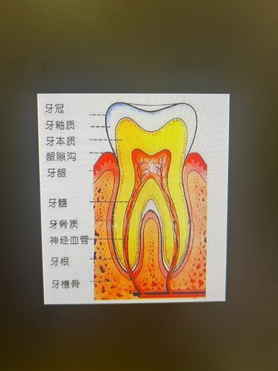 牙齿的结构名称图片