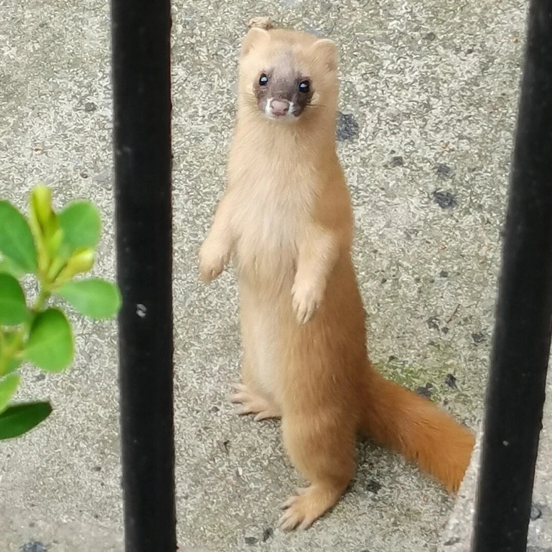 家里进黄鼠狼怎么办?