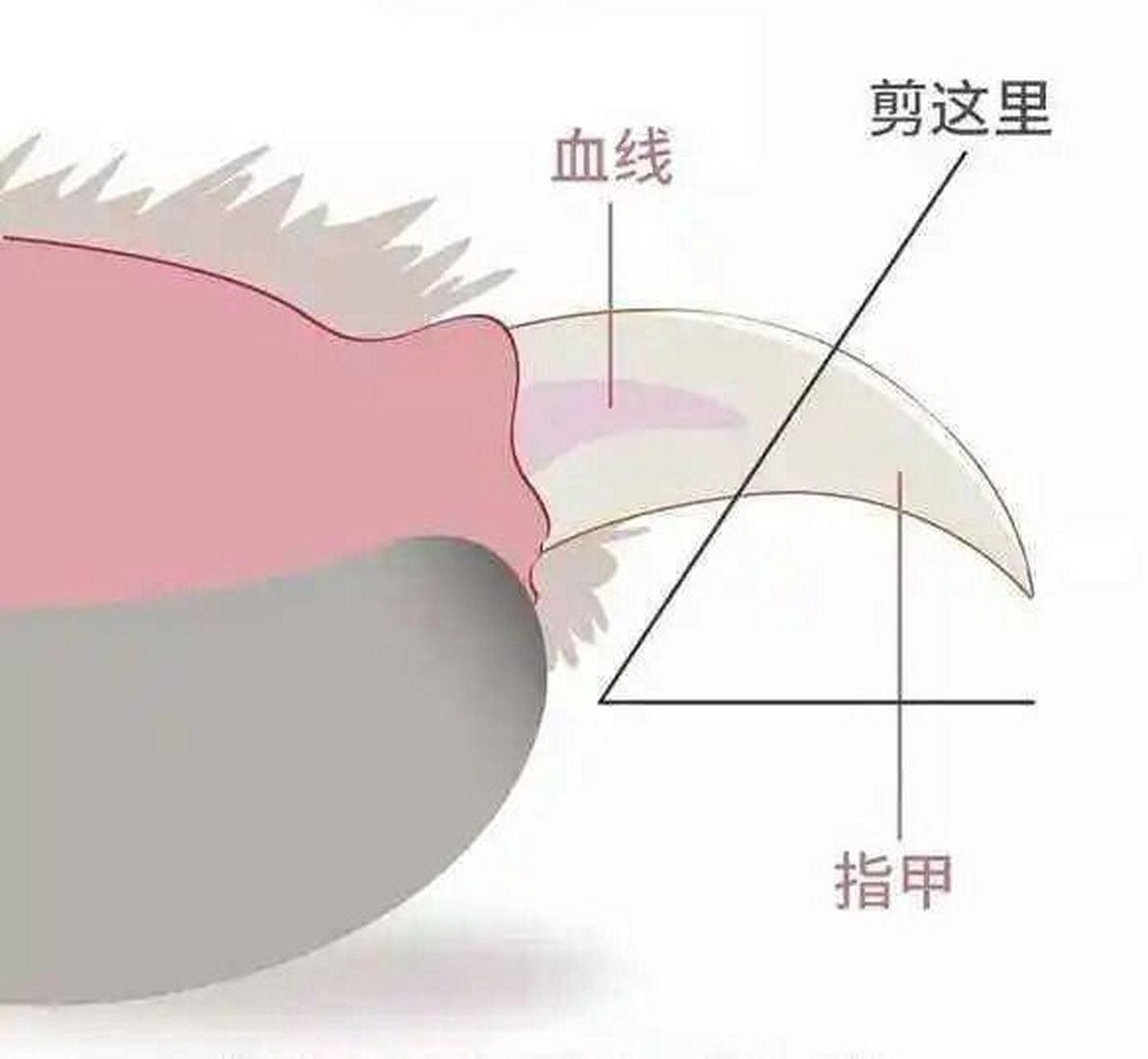 96准备工作:猫咪专用指甲刀,不建议用人的指甲刀