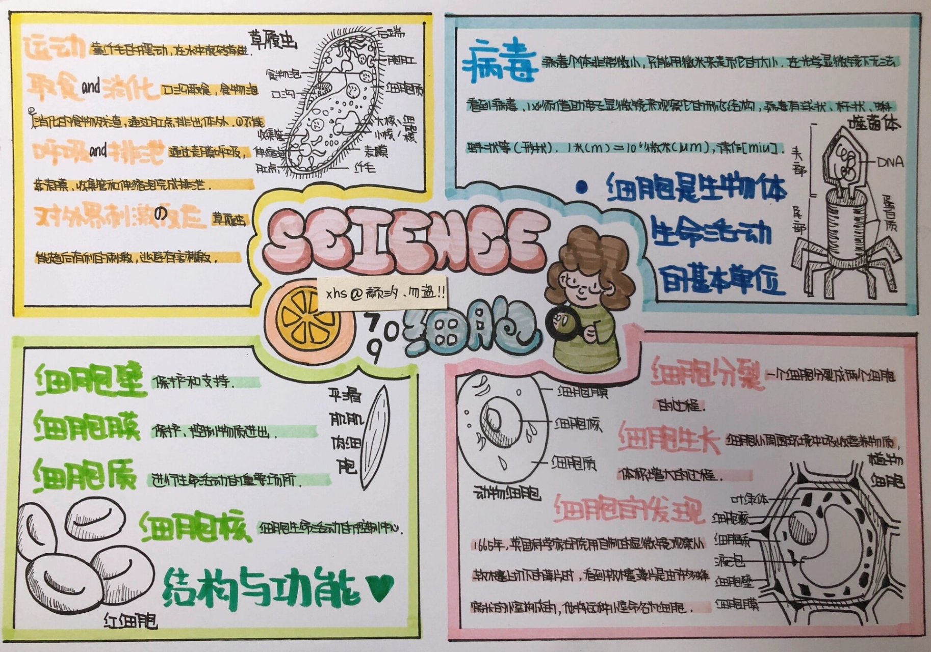 七上科学细胞小报