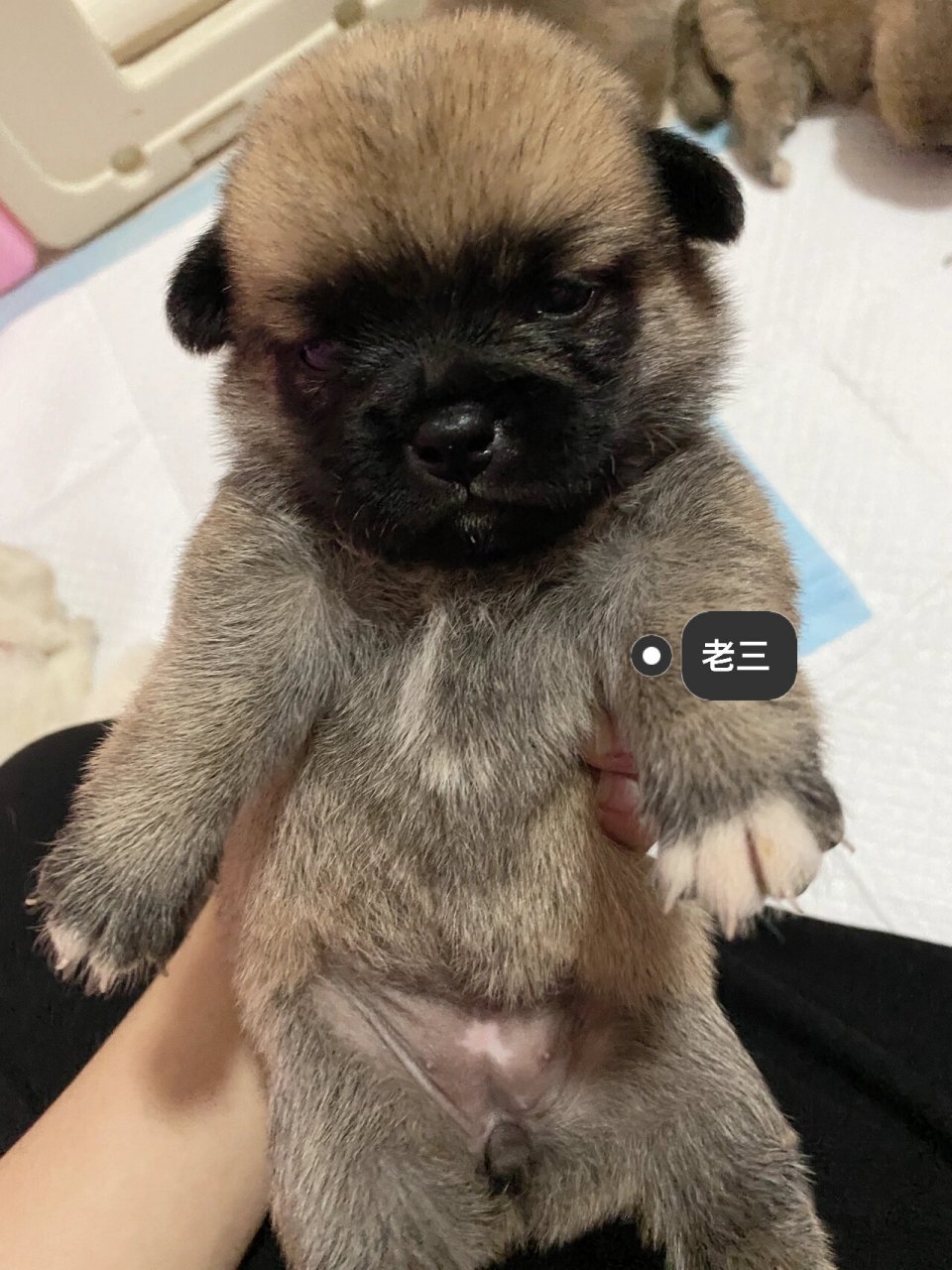 柴犬与巴哥的宝宝来啦～ 七个葫芦娃小巴柴23天大啦,都长的像爸爸柴犬