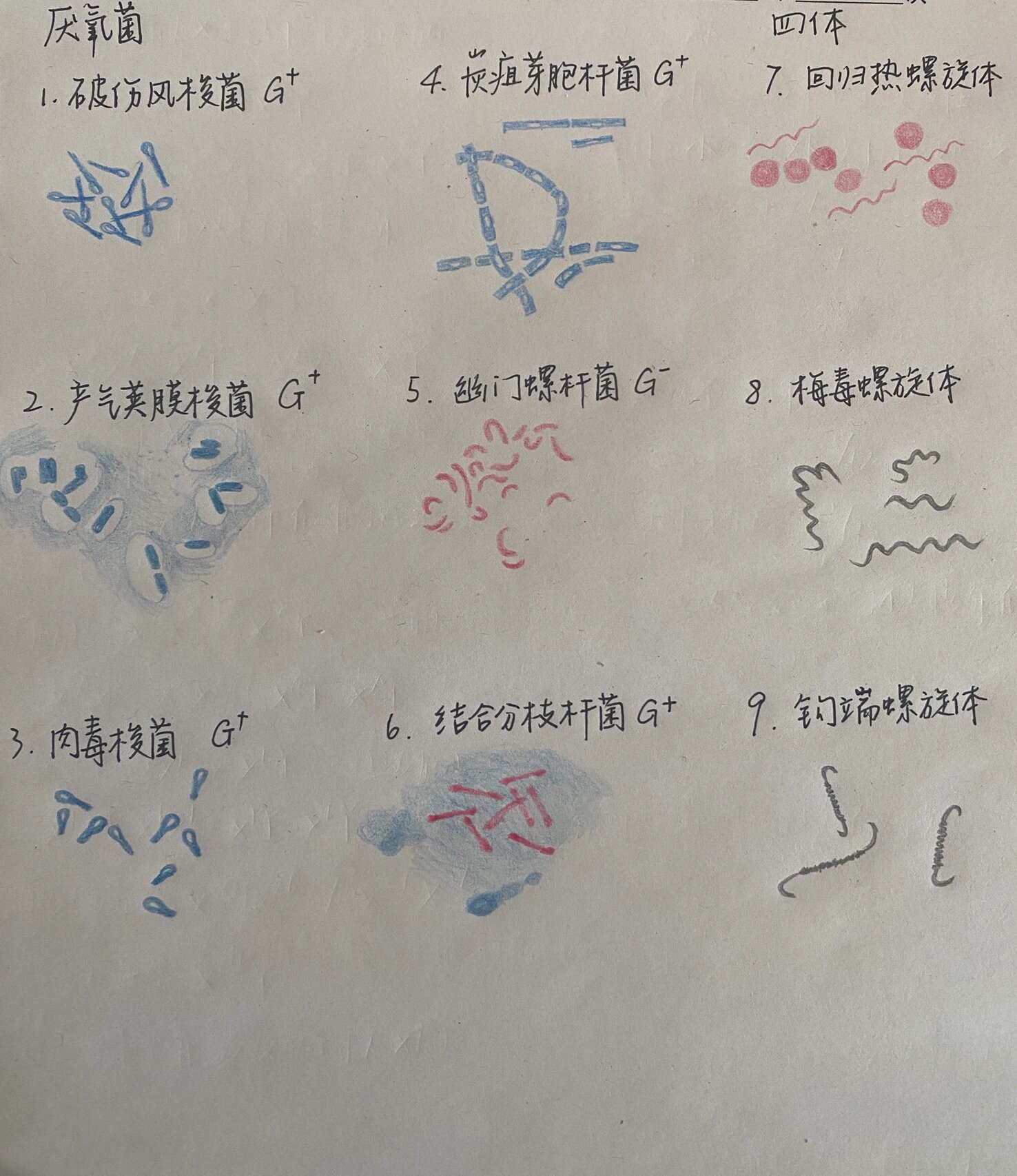 破伤风梭菌芽孢手绘图片