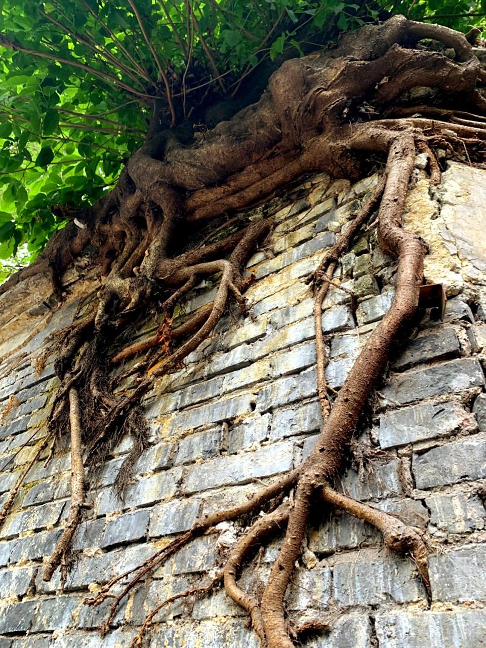 它生长在重庆的大街小巷,岩石峭壁,河岸沟壑,甚至是古老的城墙青石
