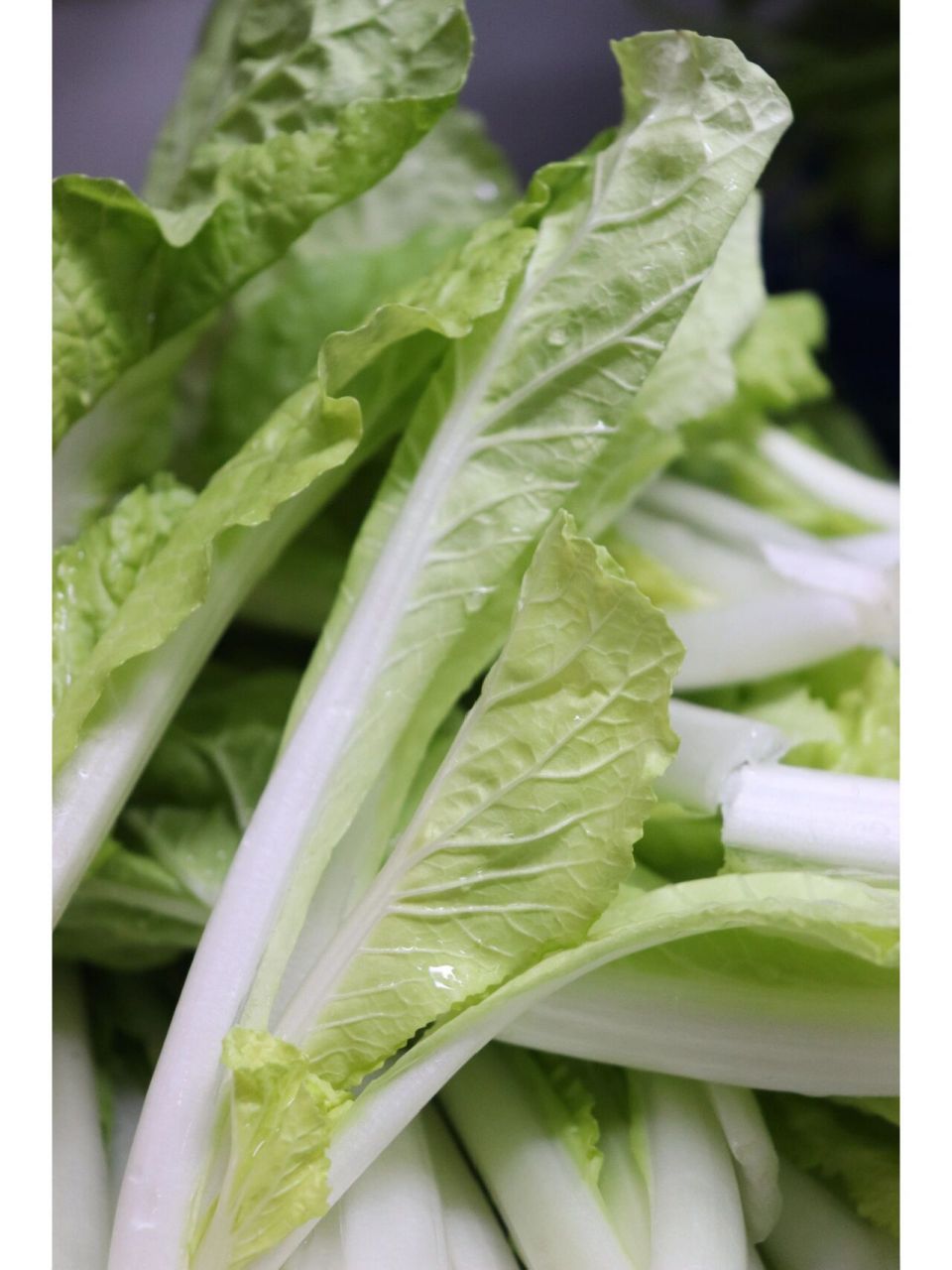 黄叶白菜 这个季节吃黄叶白.真不错.