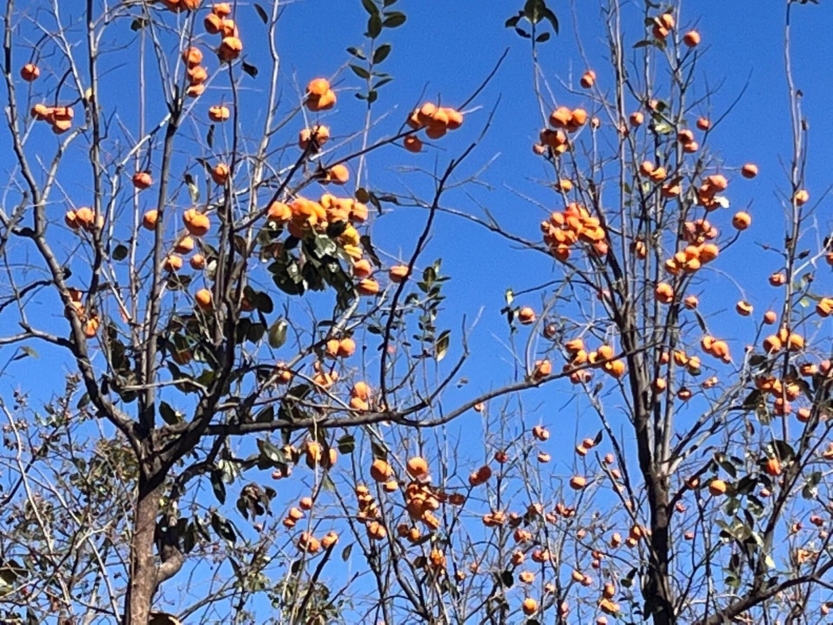 对就是房山张坊镇 磨盘柿子,今天我们开心农庄偶遇 野享玩!