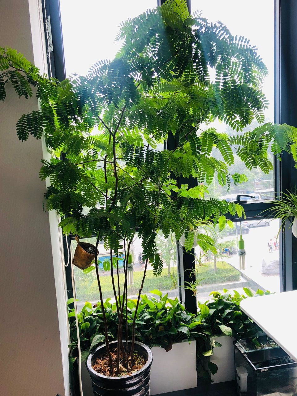 来报恩的酸角树|风靡一时的水果盆栽后来呢 记录曾经在公司养的下午茶