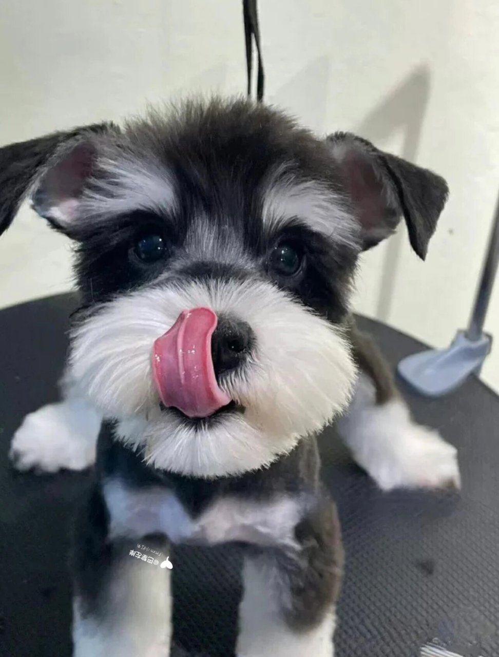 重庆雪纳瑞幼犬|干净帅气造型百搭的小98 有很多博主养雪纳瑞看起来