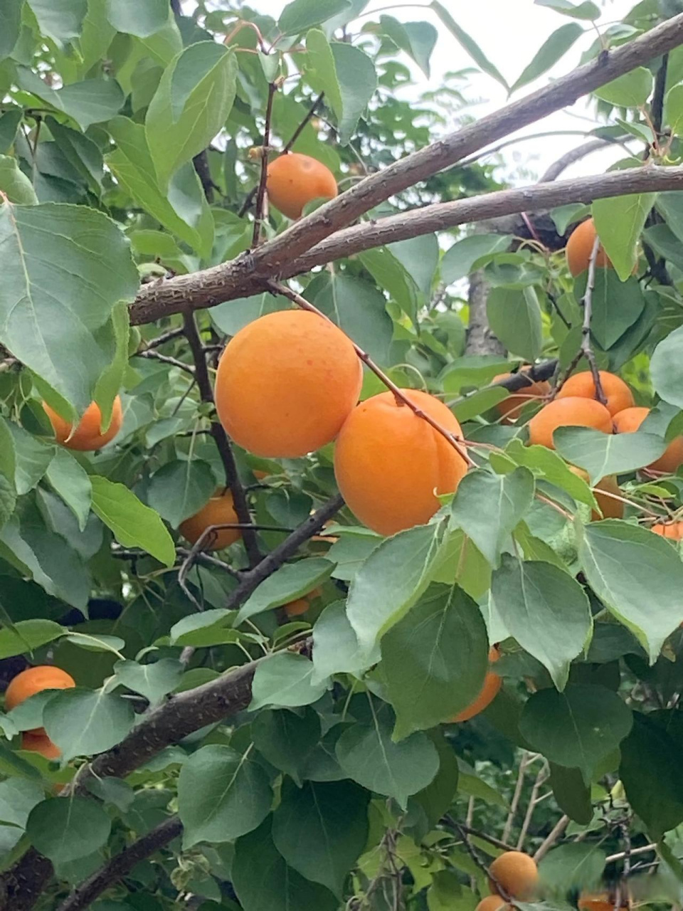 杏树真好养,不用浇水施肥,全靠老天爷给的空气雨水,就能自己发芽结果.