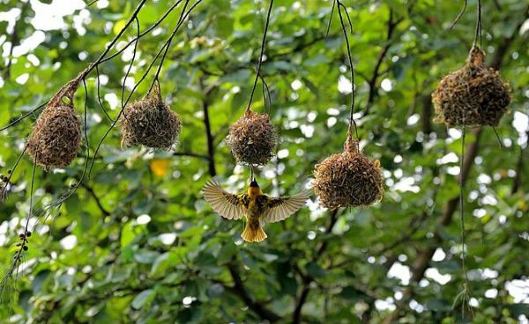「建筑大师」 织巢鸟 94黑额织巢鸟也称南方黑额织巢鸟,黑额织布鸟