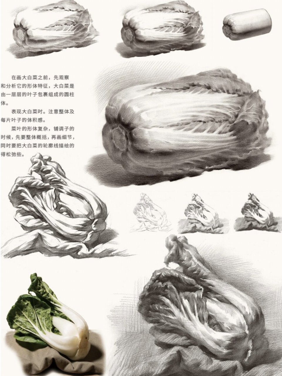 白菜结构图素描图片