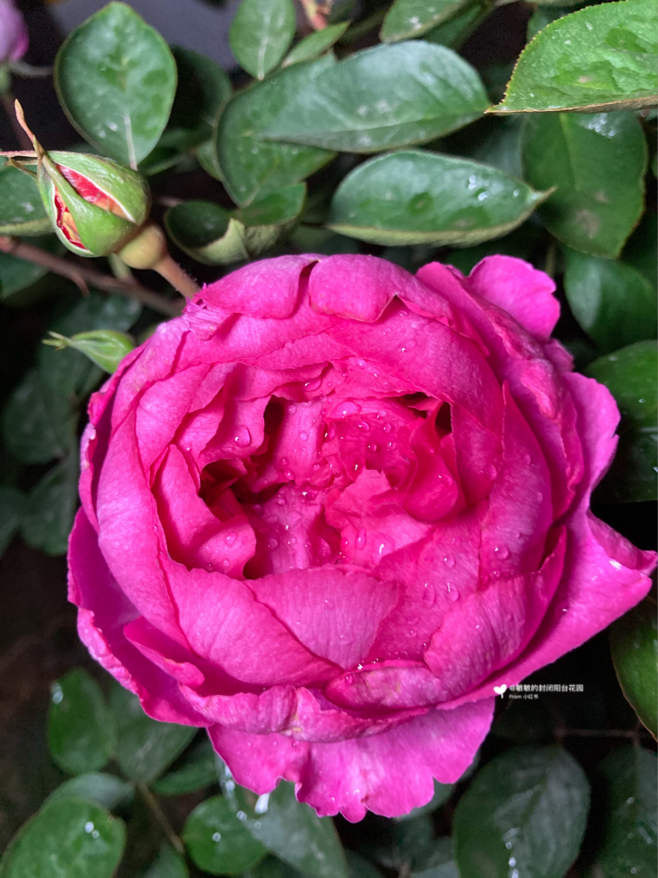 我养的月季|伊芙胭脂香水 一款近乎完美的月季 大花浓香 牡丹花形