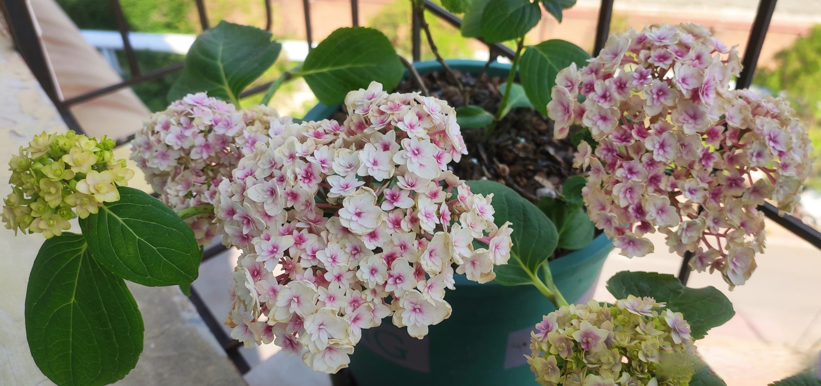 大花绣球辉夜姬,绣球夏洛特公主的升级版.辉夜姬,月神之女,辉